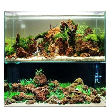 Maple Leaf stone 10-20cm - aquarium decoratie stenen, Verzenden, Plant(en), Steen of Hout