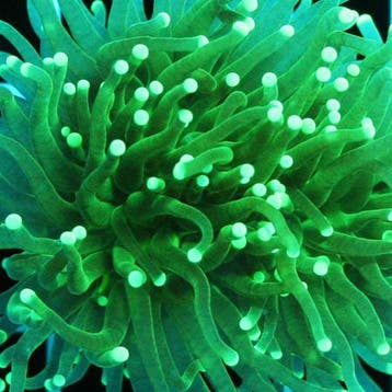 Euphyllia Glabrescens Ultra Green met gele tips (3 koppen)