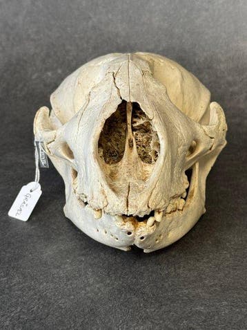 Grijze zeehond Schedel - Halichoerus grypus - 12 cm - 14 cm, Nieuw