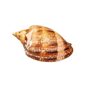 Cymbiola magnifica (Pracht-Volute) – parfaite pièce de
