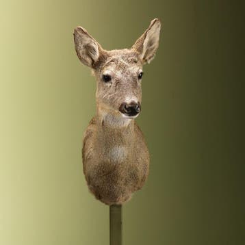 Reebok Wintervacht V Taxidermie Opgezette Dieren By Max, Ophalen of Verzenden, Opgezet dier