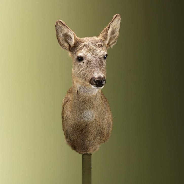 Reebok Wintervacht V Taxidermie Opgezette Dieren By Max, Collections, Collections Animaux, Enlèvement ou Envoi