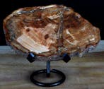 Fossiel hout - Gefossiliseerd hout - Araucaria - 13.5 cm -, Verzamelen, Mineralen en Fossielen