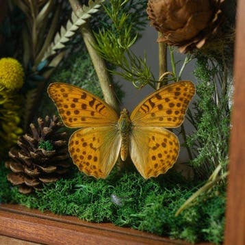 Argynnis Pantser - Argynnis sp - 20 cm - 20 cm - 7 cm -