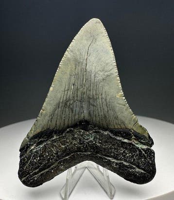 Megalodon - Fossiele tand - 7 cm - 5 cm, Verzamelen