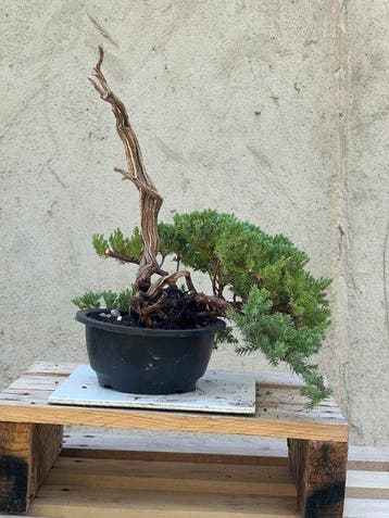 Jeneverbes bonsai (Juniperus) - Hoogte (boom): 28 cm -