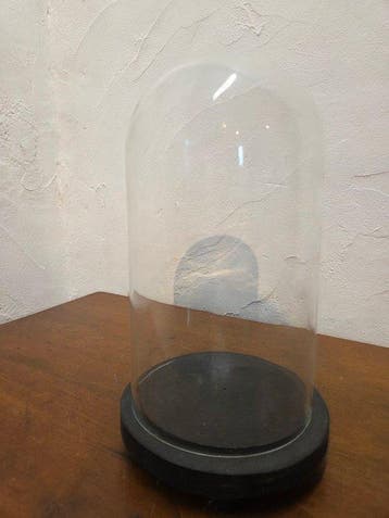 Globe - stolp - glas - 1951-1960 - Cloche ronde en verre sur