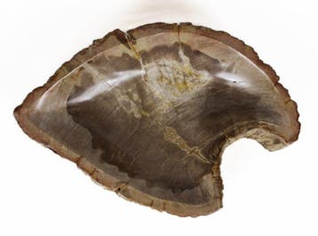 Versteend hout kom - Gefossiliseerd hout - Dipterocarpus - 6, Verzamelen