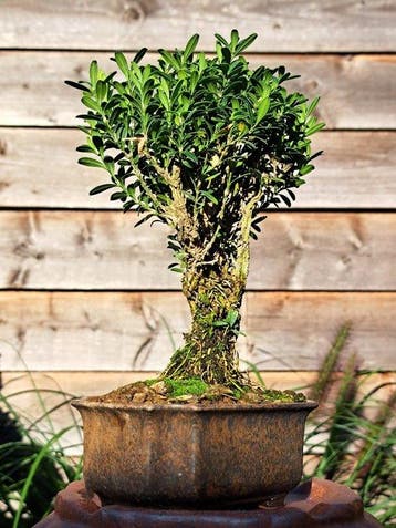 Buxus Harlandii bonsai in bonsaischaal - Hoogte (boom): 16