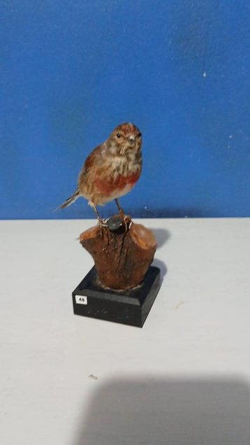 Fanello Taxidermie volledige montage - Linaria cannabina -