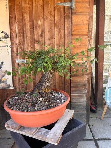Bonsaï Orme de Chine (Ulmus parviflora) - Hauteur (arbre) :