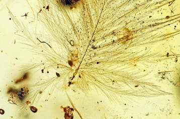 Ambre birmane - dinosaure à plumes ou avien - 5 mm - Ambre