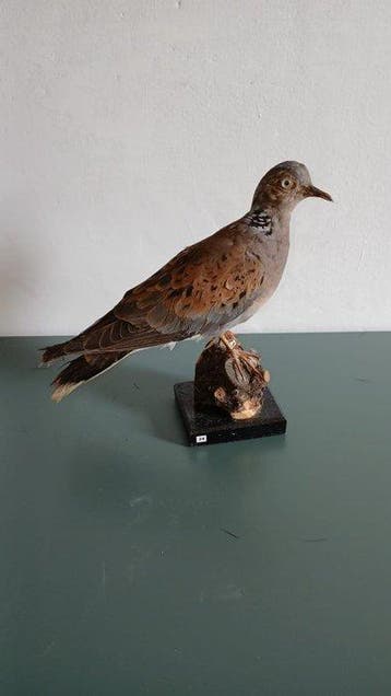 Tourterelle sauvage Support de corps entier pour taxidermie, Collections, Collections Animaux