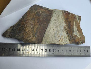 Gefossiliseerde plant - Calamites - 8 cm - 22 cm (Zonder