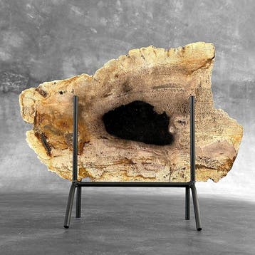 Indrukwekkende grote schijf versteend hout op een maatwerk