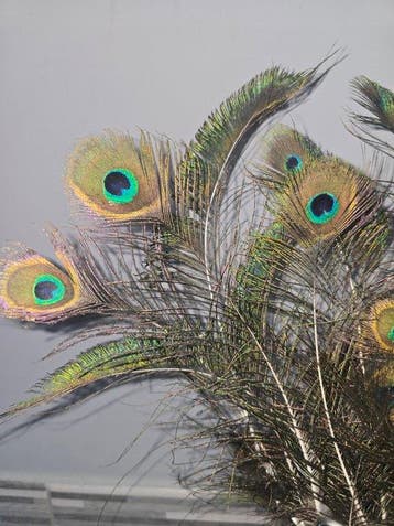 Decoratief ornament - 35 piccole piume di pavone originali, Nieuw