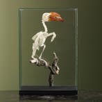 Kroontok Skelet Taxidermie Opgezette Dieren By Max, Ophalen of Verzenden, Nieuw, Vogel, Opgezet dier