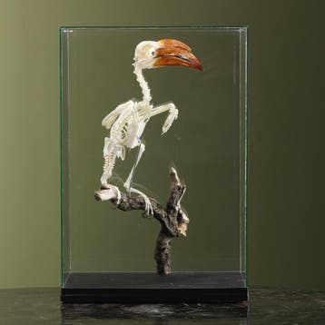 Kroontok Skelet Taxidermie Opgezette Dieren By Max, Ophalen of Verzenden, Nieuw, Vogel, Opgezet dier