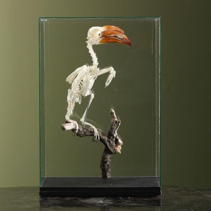 Kroontok Skelet Taxidermie Opgezette Dieren By Max, Collections, Collections Animaux, Enlèvement ou Envoi