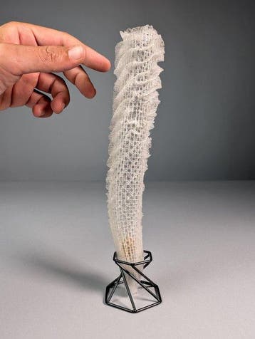 Éponge panier de fleurs de Vénus avec des crevettes, Nieuw