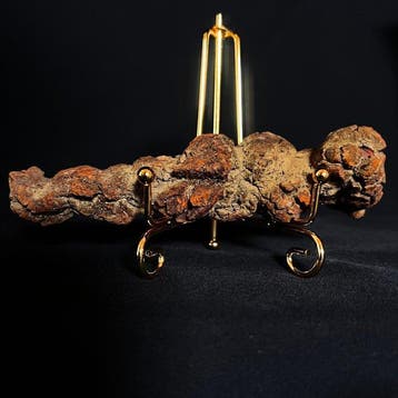 225 g XL 16.10 × 4.70 cm Fossiel uitwerpsel (coproliet) van