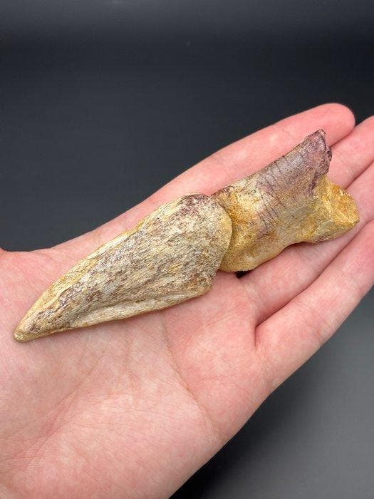 Spinosaure - Griffe fossilisée, Collections, Minéraux & Fossiles