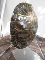 Rivierschildpad Pantser - Tortue de Floride  Trachemys