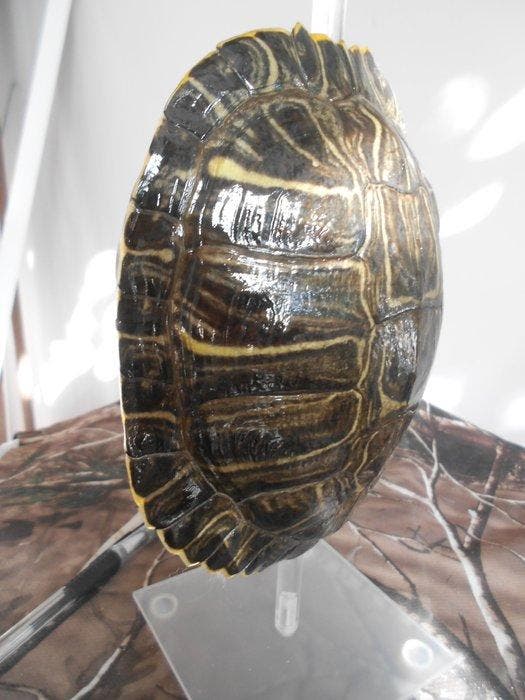 Rivierschildpad Pantser - Tortue de Floride  Trachemys, Collections, Collections Animaux