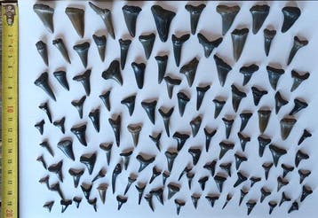 Requin - Dent fossile - 110 stuks ca. 130 gram (Sans prix de, Collections