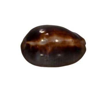 Buikige Kauri: Cypraea ventriculus (46 mm) – onberispelijk