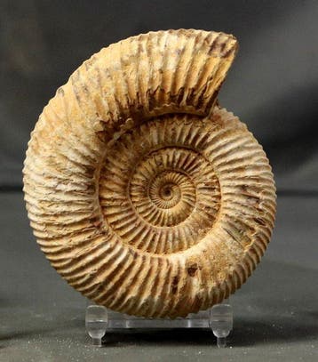 Fijne ammoniet met een mooie conservering - Gefossiliseerd