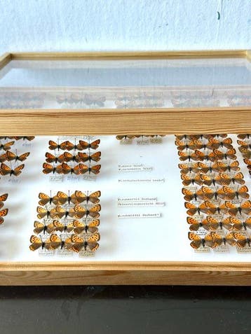 Historische Vormenstudie Lycaena phlaeas - 73 ex. Kleine, Nieuw