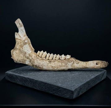 Musteriense vuursteen en bot Werktuig - 11 cm - BISONTE, Collections, Minéraux & Fossiles