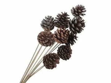 Dennenappels op stick bijsteker Naturel 50 cm 10 stuks, Nieuw