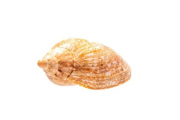Cymbiola magnifica - Uitzonderlijke reuzenvoluut - Perfecte, Nieuw