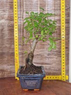 Chinese iep bonsai (Ulmus parviflora) - Hoogte (boom): 23 cm