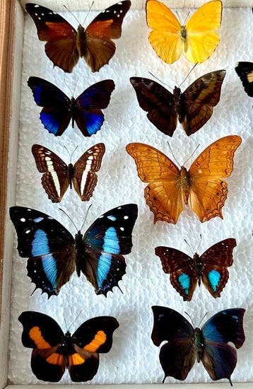 Compleet lot van 25 stuks onvervangbare exotische
