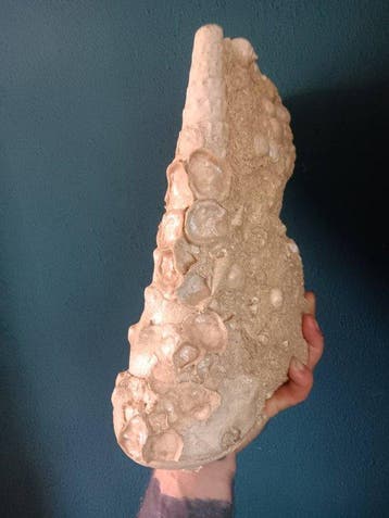 Gastropode - Gefossiliseerd dier - Campanile giganteum - 32, Verzamelen, Mineralen en Fossielen
