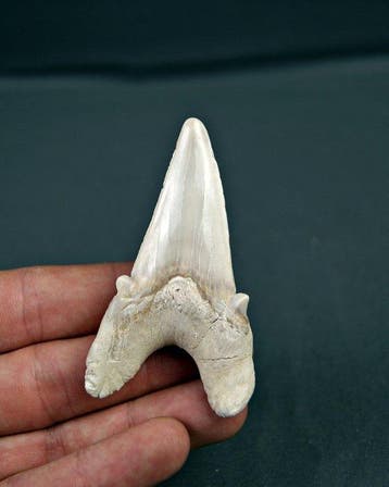 Haai - Fossiele tand - Otodus Obliquus (Zonder minimumprijs), Verzamelen