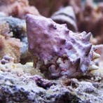 Astralium calcar (Spiny turban slak), Dieren en Toebehoren