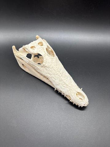 Nijlkrokodil Schedel van een reptiel - Crocodylus niloticus