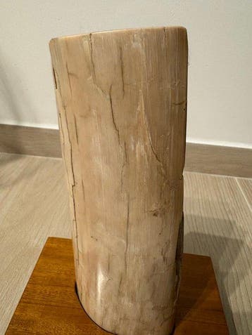 Mammouth laineux - Fragment fossilisé - 22 cm - 9 cm