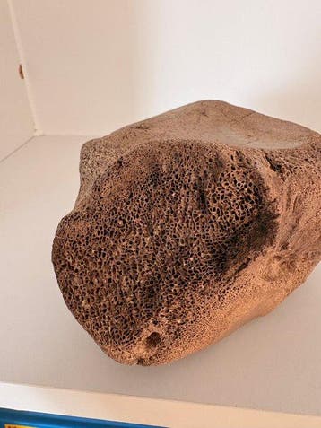 Mammouth laineux - Os fossilisé - 13 cm - 13 cm (Sans prix