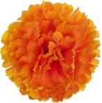 Anjerpick Oranje Zijdenbloem per stuk