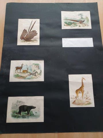 Édouard Traviès (1809-1876) - 11 gravures uit diverse
