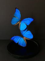 Vlinder Taxidermie volledige montage - Morpho didius - 30 cm, Antiek en Kunst