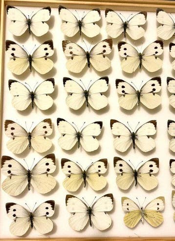 36 x Door Vestergaard (uit Rupsen) opgekweekte Koolwitjes -, Nieuw
