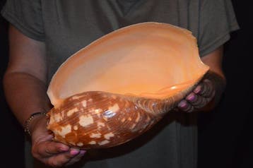 Zeeslak Zeeschelp - S-479 MELO AMPHORA (Zonder minimumprijs), Antiek en Kunst