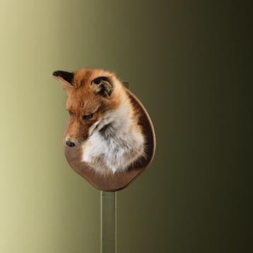 Vos Taxidermie Opgezette Dieren By Max, Ophalen of Verzenden, Nieuw, Wild dier, Opgezet dier