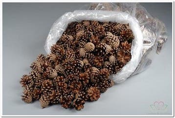Dennenappel Silvester ca. 5 kg, Hobby en Vrije tijd, Nieuw